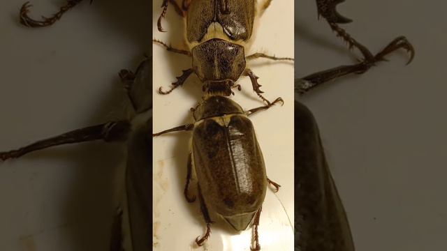 One Female & Two Males, Anoxia pilosa, Hairy Chafer Beetle, Love Triangle. Kyiv, Ukraine  16.06.202