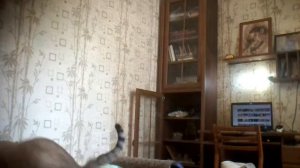 Как кружиться с гандонами