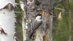 Буроголовая гаичка делает дупло в сосне ( Poecile montanus )