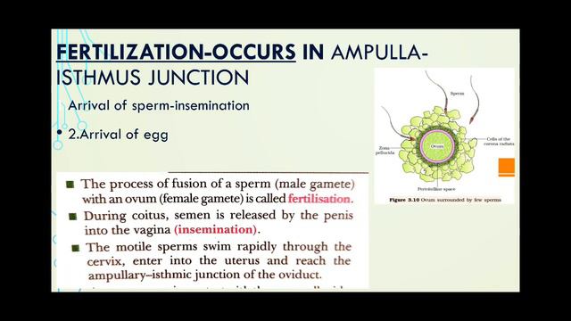 12 Biology Human Reproduction PART 5