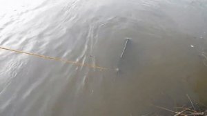 Раки прут дуром! Ловля раков без ПРИМАНКИ!