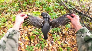 ОХОТА НА РЯБЧИКА с МАНКОМ и с ＂ДЕДУШКОЙ＂ - ИЖ-12