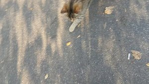 Кусатый-полосатый