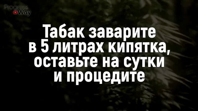ТЛЯ БОИТСЯ ЭТОГО СИЛЬНЕЕ ОГНЯ! Супер Лучшее Средство от Тли Без Химии! смотреть онлайн
