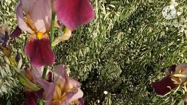 Марина Иванова.Мила привезла вещи из Измира,Карло свозил в Болонью,с Саши чуть не сняла пальто смотреть онлайн