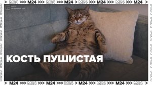 Почему нельзя перекармливать животных— Москва24|Контент