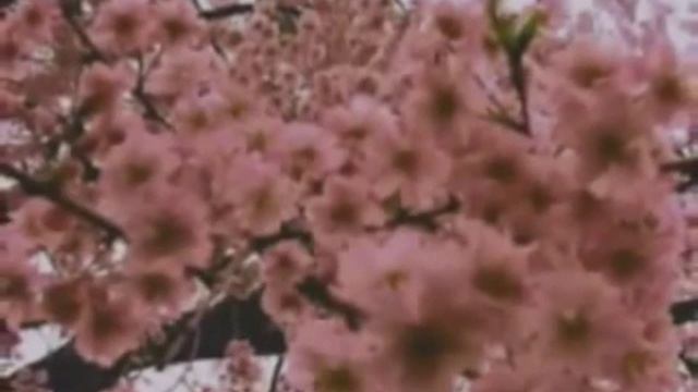 MONA ROZA söz SEZAİ KARAKOÇ yorum RASİM KULUÖZTÜRK
