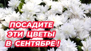 Что посадить в сентябре? Посадите эти неприхотливые многолетники, которые порадуют пышным цветением