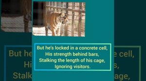 A Tiger in the Zoo (Poem) || Leslie Norris || Explanation in English || Class X || CBSE