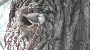 Весенние хлопоты поползней  ( Sitta europaea )