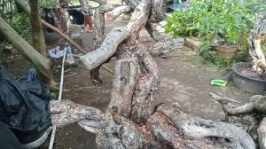 Bahan Bonsai Santigi Istimewa