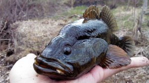 Крупный ротан на боковой кивок в кувшинках!