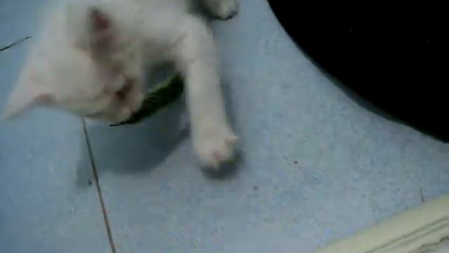 Барс и огурцы смотреть онлайн