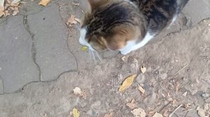 Мурмурная котейка