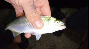 Луфарь не перестаёт радовать! Рыбалка в Крыму Ялта.