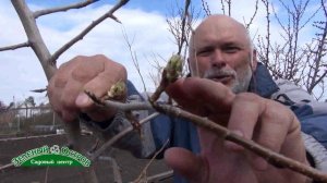 Защита от грушевого галлового клеща