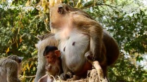 Mom Warning & Pushing Dito From Milking, Baby Make Daisy Painful & angry with