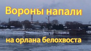 Орлан белохвост. Вороны напали на  орлана белохвоста на Михайловской набережной в Новосибирске.