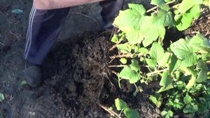 59 - СУПЕР СПОСОБ РАЗМНОЖЕНИЯ СМОРОДИНЫ!