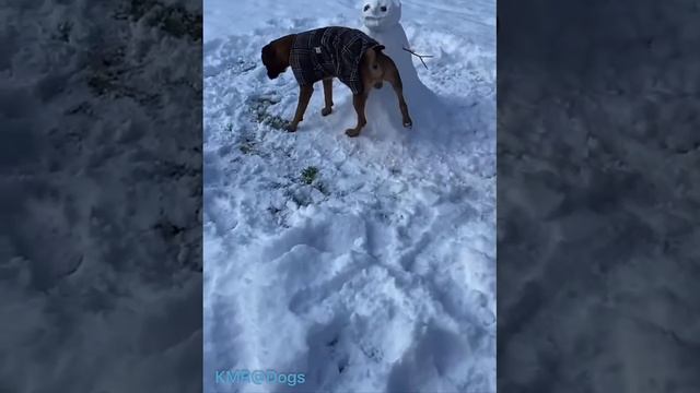 Желтым по белому☃️🚽 Долепил снеговика😂 ( видео про собак )