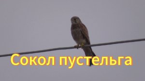 Сокол пустельга сидит на проводах и парит в воздухе. Птицы Новосибирской области. Пустельга.