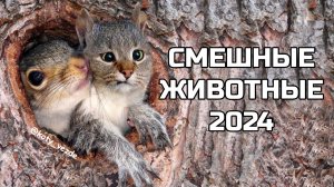 Смешные животные 2024 - попробуй не засмеяться! (№79) котики, котята