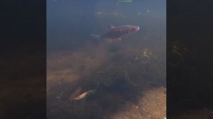 Установленная камера засняла момент атаки на живца.