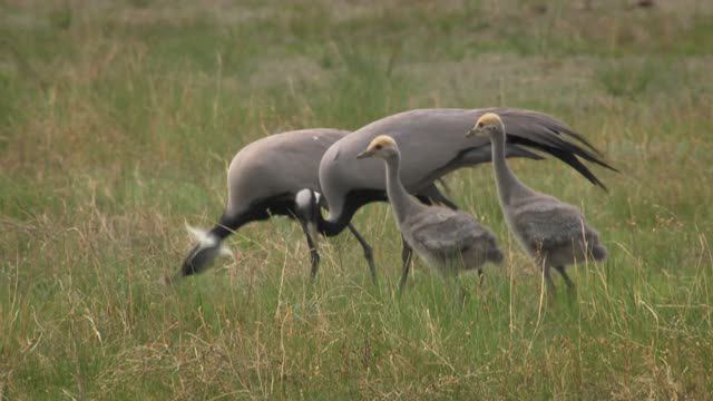 Амур - Амазонка Азии (Amur - Asiens Amazonas) (2015). 3/3.Тайные родники