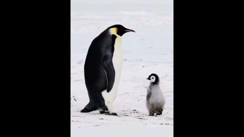 Я гулял, Мама...• #приколысживотными #пингвины #приколы #penguin