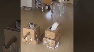 Коты на танках / Cats on tanks