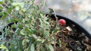 #Клюква Пилигрим и Стивенс. Саженцы на 20 сентября 2024 года.