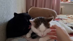 Из жизни кошек😄