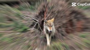 1 серия волк и лиса