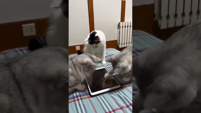 Котики играют на планшете смотреть онлайн