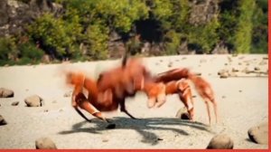 факты о крабах