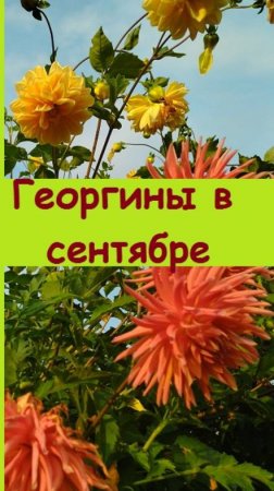 Георгины - цветы сентября, которые дарят ощущение счастья