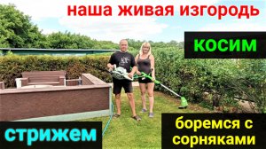 Стрижем нашу живую изгородь и газон. Боремся с сорняками и травой!