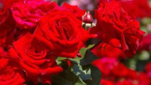 Пушкин Божий Мир