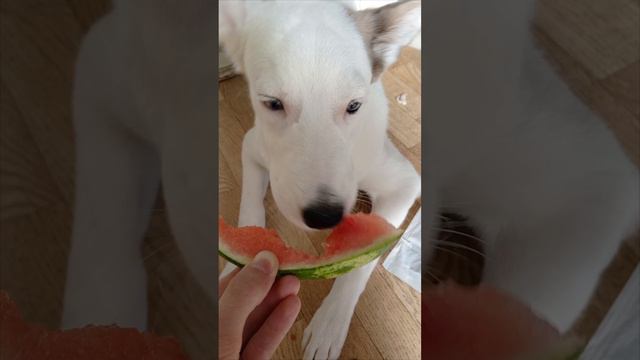 Собака ест арбуз 🐕🍉