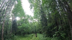 22.06.2024г. Отмечаем День Рождения в лесу!!! Проблемы с вездеходом Тайпан и мотоциклом Motoland 250