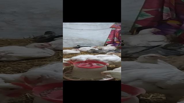 VID_20240916_091640.mp4