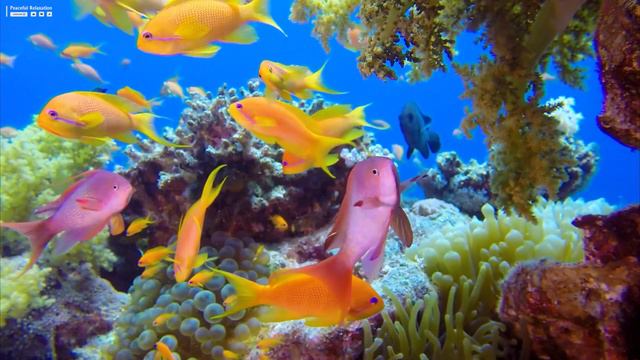 Under Red Sea 4K 🐳 Incredible Underwater World - Tropical Fish, Coral Reefs, Jellyfish Aquarium