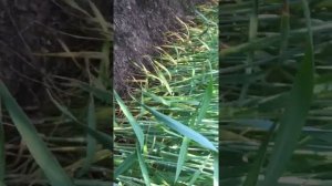 Семенные посевы пшеницы 3 Ермак?Куяльник