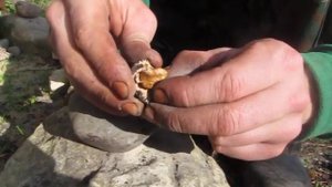 Черный орех.  Как легко открыть + демонстрация  классного сорта - толщина скорлупы и процент ядра