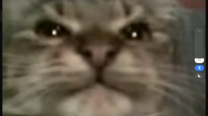 кит ты маму мав мем