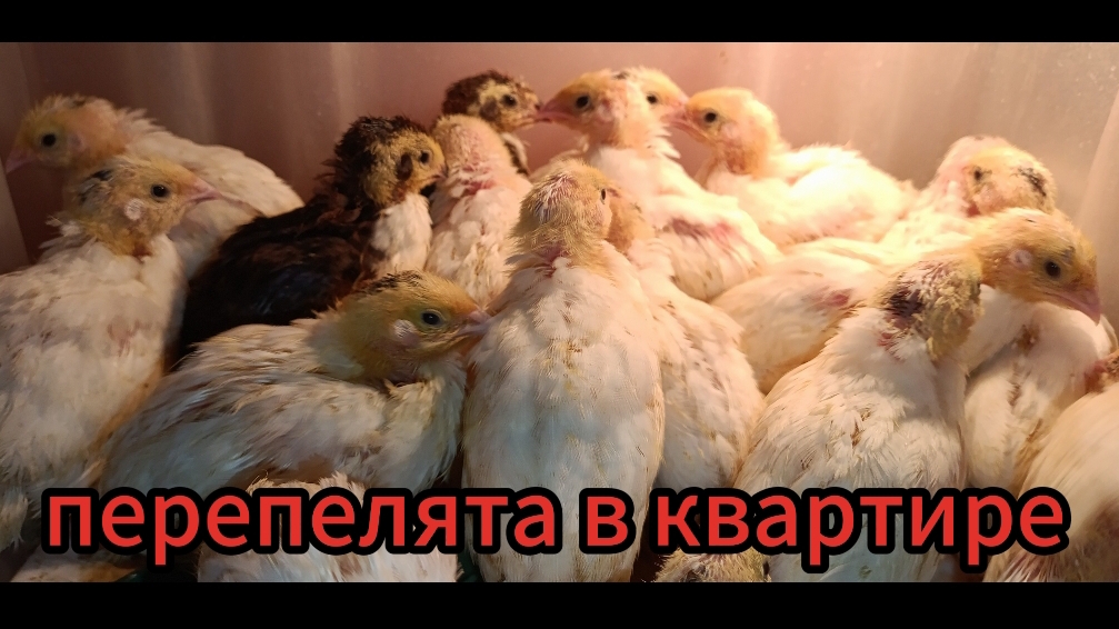 Ощипываем бройлера🐔перепелята растут🐤бройлеры-красавицы