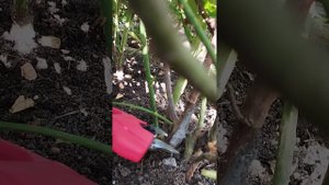 Сентябрь в саду. Регион Южный Урал.