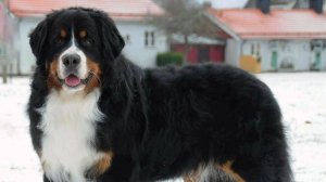 507 Enrico Macias - Solenzara