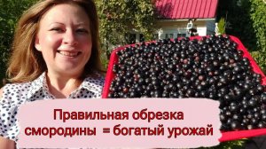 Как правильно обрезать смородину