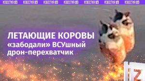 В неравный бой с коровами вступил вражеский дрон-перехватчик на СВО